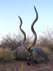 Record Kudu